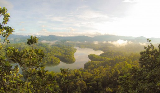 Cool Earth: working to support rainforests