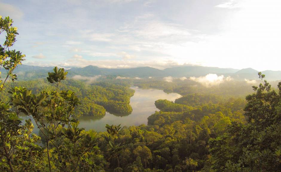Cool Earth: working to support rainforests
